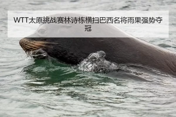 WTT太原挑战赛林诗栋横扫巴西名将雨果强势夺冠